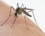 Contrasto alla proliferazione delle zanzare - Ordinanza del Sindaco