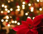 Natale a Pieve a Nievole dal 08 dicembre 2018 al 15 gennaio 2019 - Eventi
