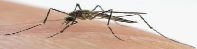 Interventi di contrasto alla proliferazione delle zanzare - Comune di Pieve a Nievole - Anno 2021